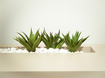 Aloe Vera - The Skin Healer, Skin Regenerator, Immune Booster & a Superfood
