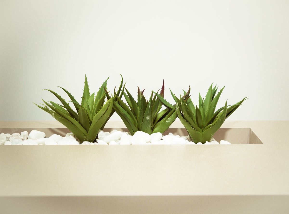 Aloe Vera - The Skin Healer, Skin Regenerator, Immune Booster & a Superfood