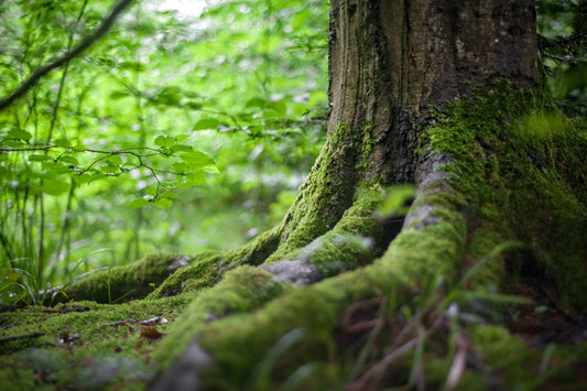 Are the benefits of Essential oils truly tangible?